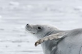 Crabeater Seal