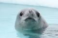 Crabeater Seal 