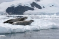 Crabeater Seal