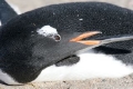 Gentoo Penguin