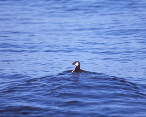 Horned Puffin copyright John Sorenson