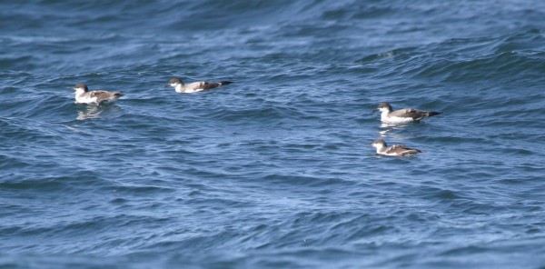 Buller's Shearwaters