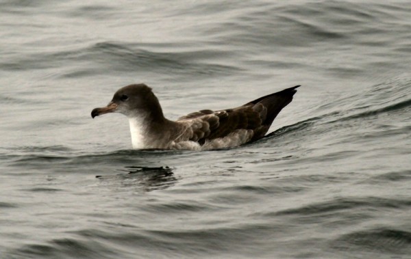 Pink-footed Shearwater