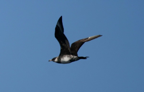 Pomarine Jaeger