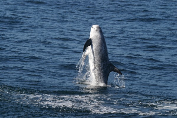 Risso's Dolphin