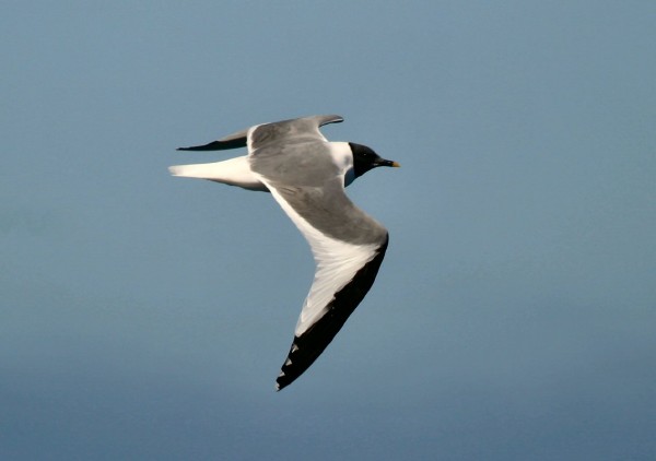 Sabine's Gull