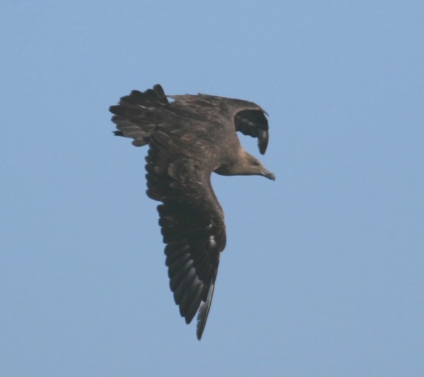 South Polar Skua