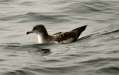 Pink-footed Shearwater