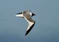 Sabine's Gull