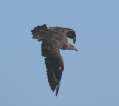 South Polar Skua