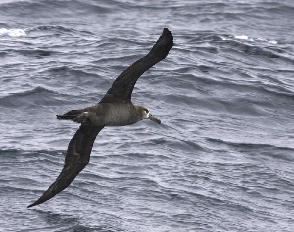 Black-footed Albatross