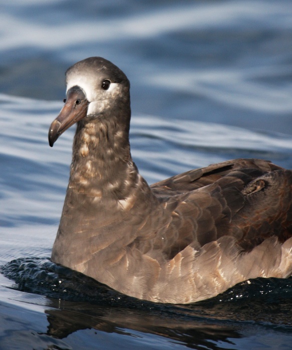 Black-footed Albatross