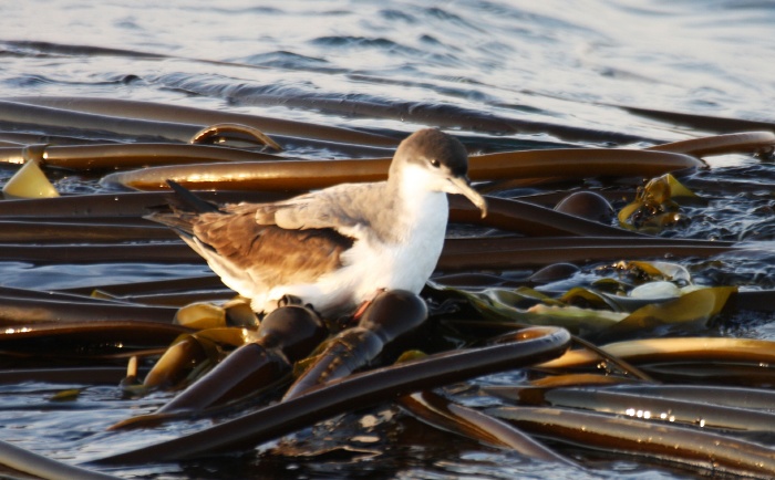 Buller's Shearwater