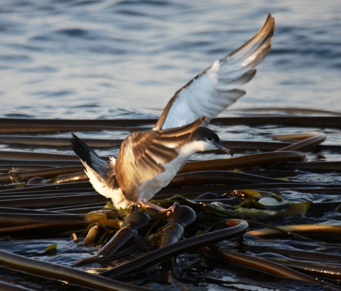 Buller's Shearwater