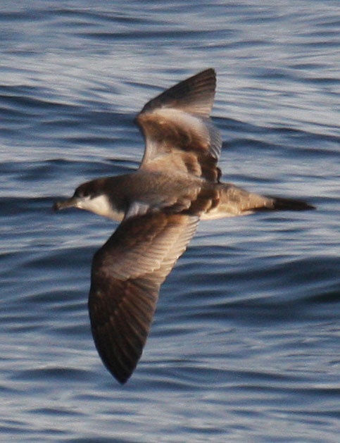 Buller's Shearwater