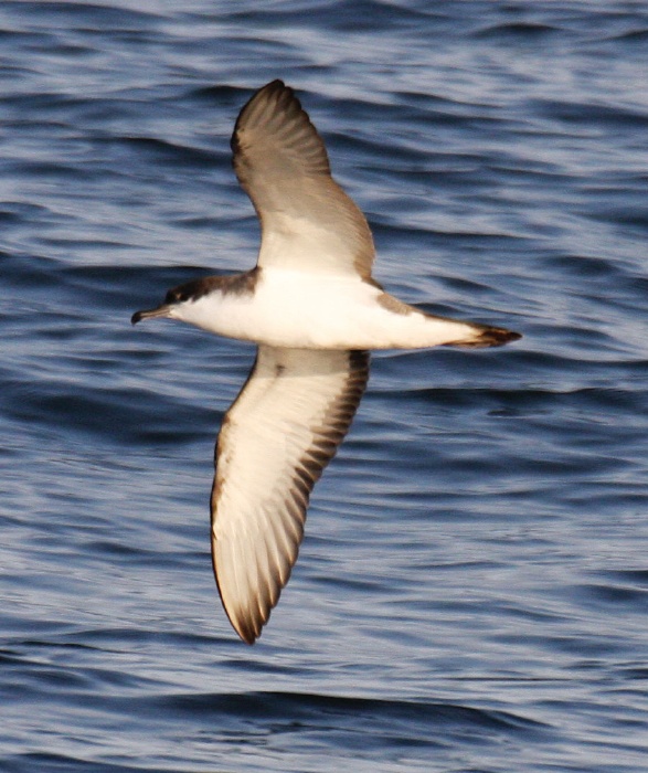 Buller's Shearwater