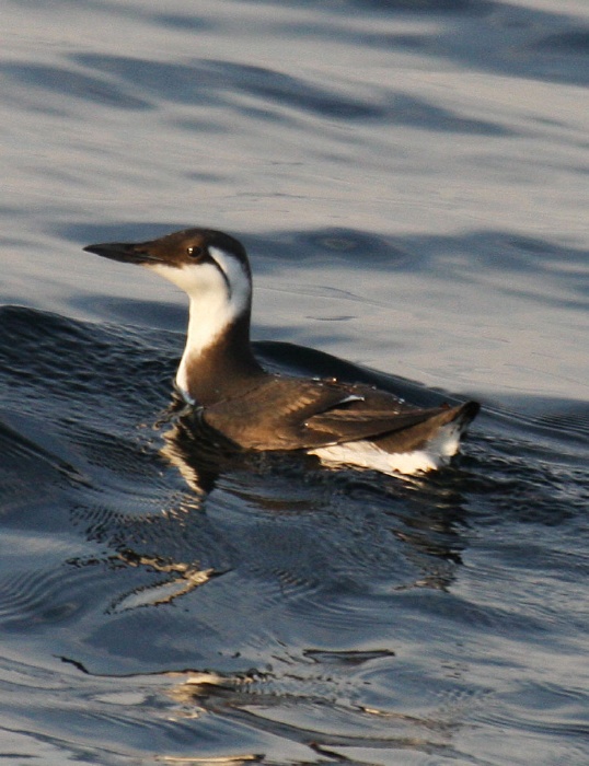 Common Murre