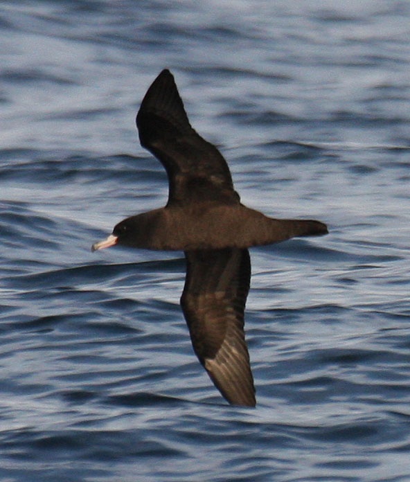 Flesh-footed Shearwater