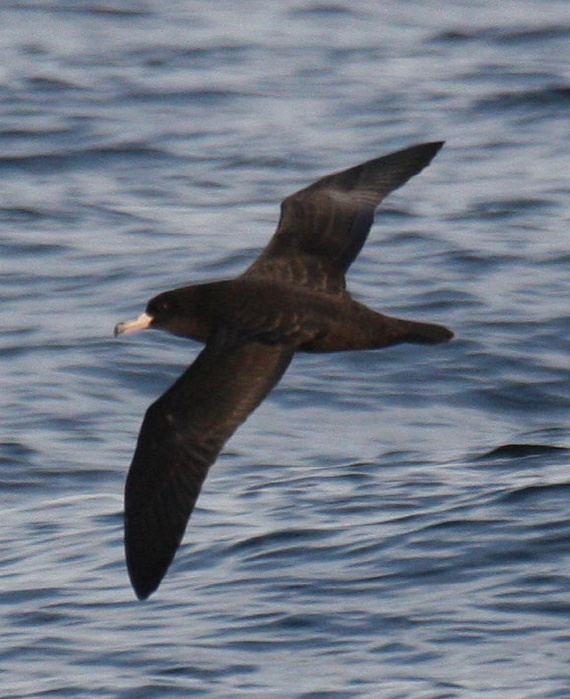 Flesh-footed Shearwater