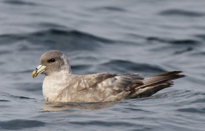 Northern Fulmar