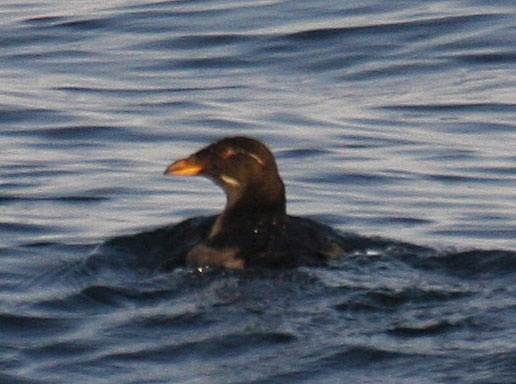 Rhinoceros Auklet