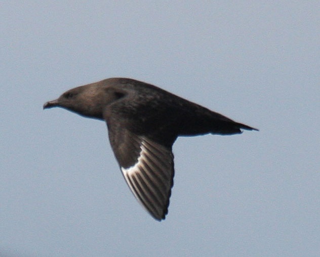 South Polar Skua