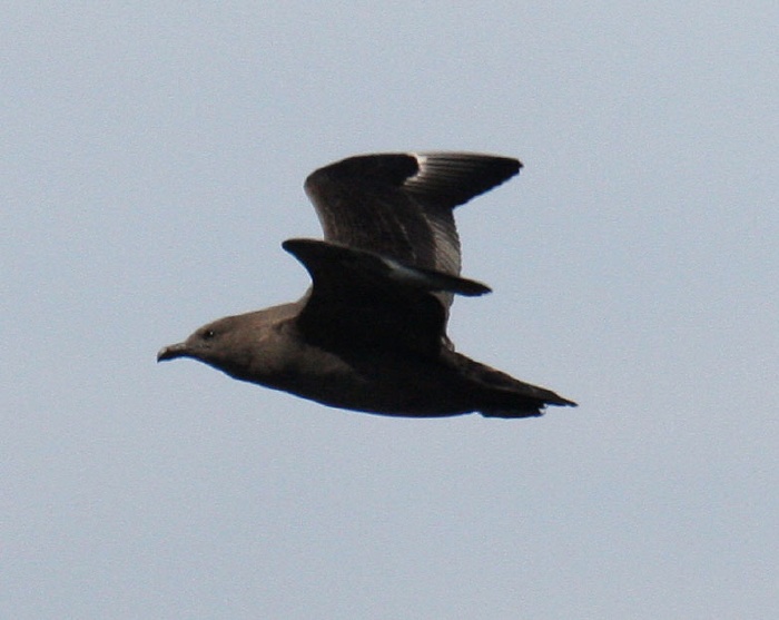 South Polar Skua