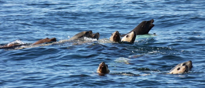 Steller's & California Sea Lions