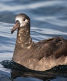 Black-footed Albatross