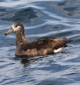 Black-footed Albatross