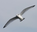 Black-legged Kittiwake