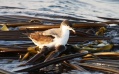 Buller's Shearwater