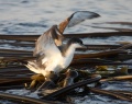 Buller's Shearwater