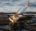 Buller's Shearwater