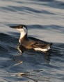 Common Murre