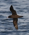 Flesh-footed Shearwater