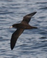 Flesh-footed Shearwater