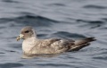 Northern Fulmar