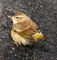 Palm Warbler