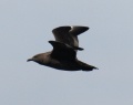 South Polar Skua