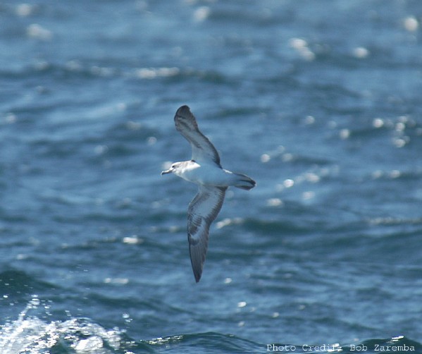 Streaked Shearwater