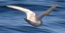 Ashy Storm-petrel (leucistic)