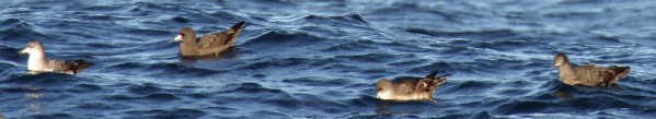 Shearwaters