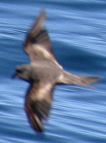 Ashy Storm-petrel (molting)