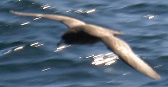 Parkinson's Petrel