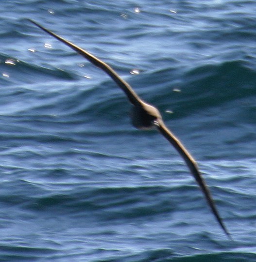 Parkinson's Petrel