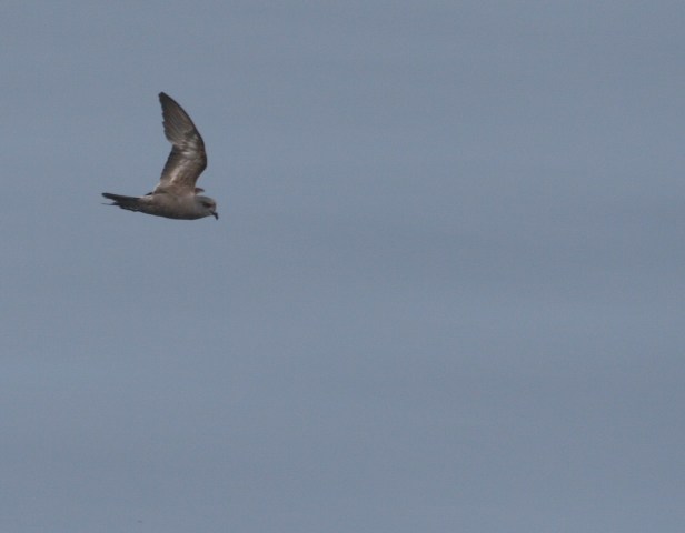 Ashy Storm-Petrel