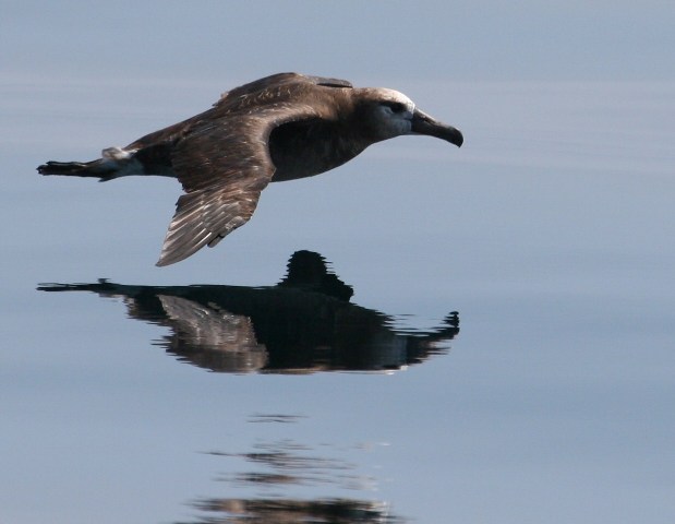 Black-footed Albatross