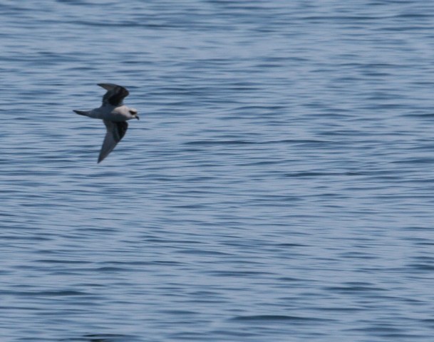 Fork-tailed Storm-Petrel