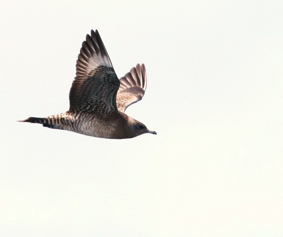 Long-tailed Jaeger